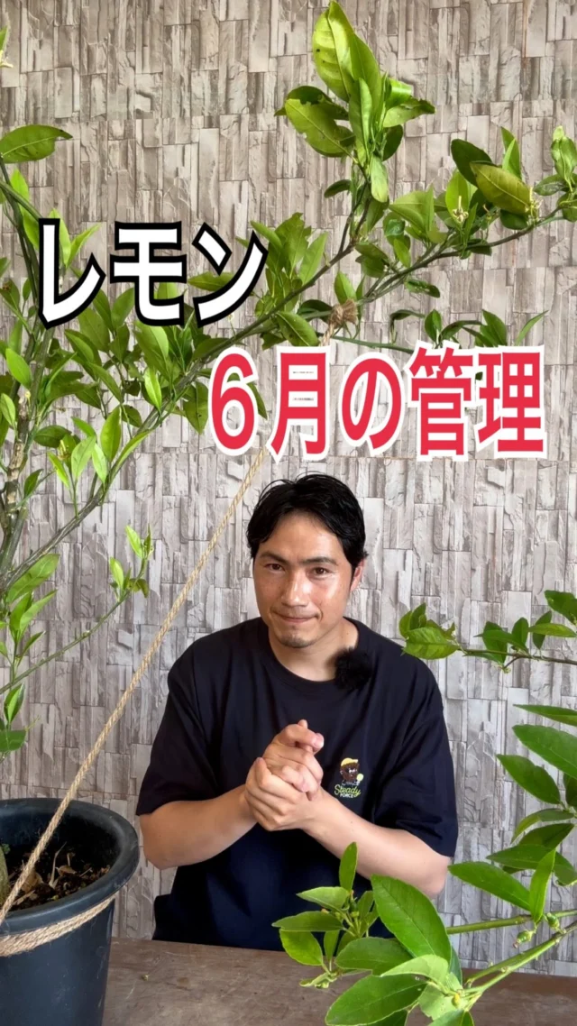 カクレミノ | 関戸園芸