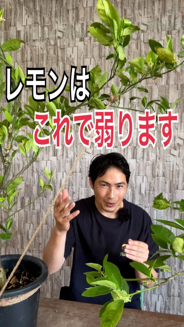 徳之島産キャッサバ苗挿木用苗60センチ50本入り 再生工房♲コフジ園芸専用 徳之島産キャッサバ苗挿木用苗10本入り - メルカリ