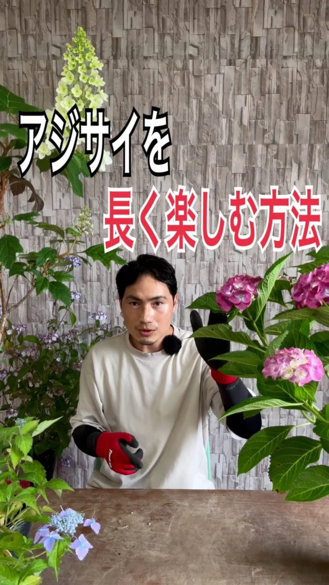 リトルレッドロビン | 関戸園芸