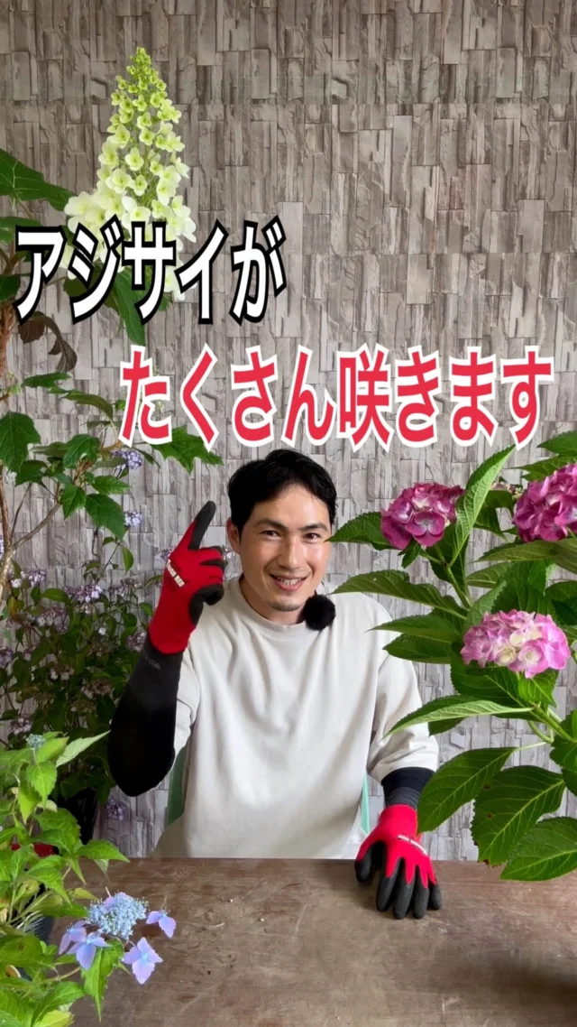 カクレミノ | 関戸園芸