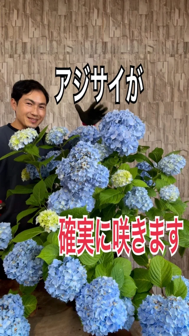 高品質 芝桜 シバザクラ キャンディストライプ 9cmポット 1ポット