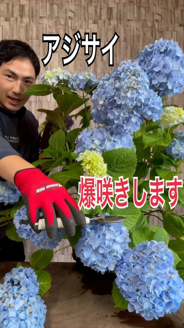 カクレミノ | 関戸園芸