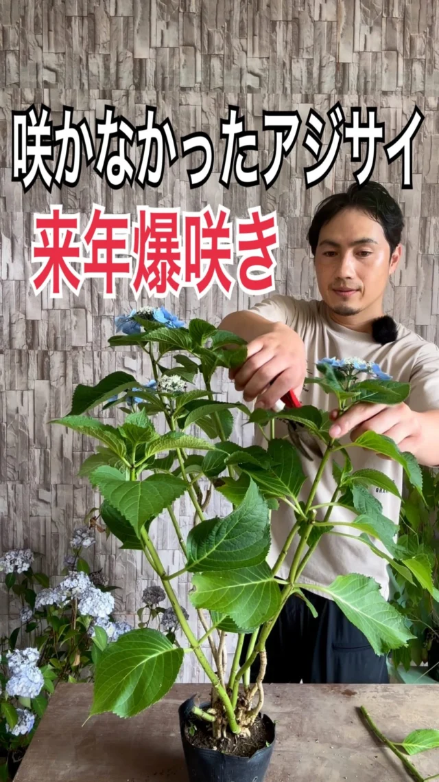 ツゲ | 関戸園芸
