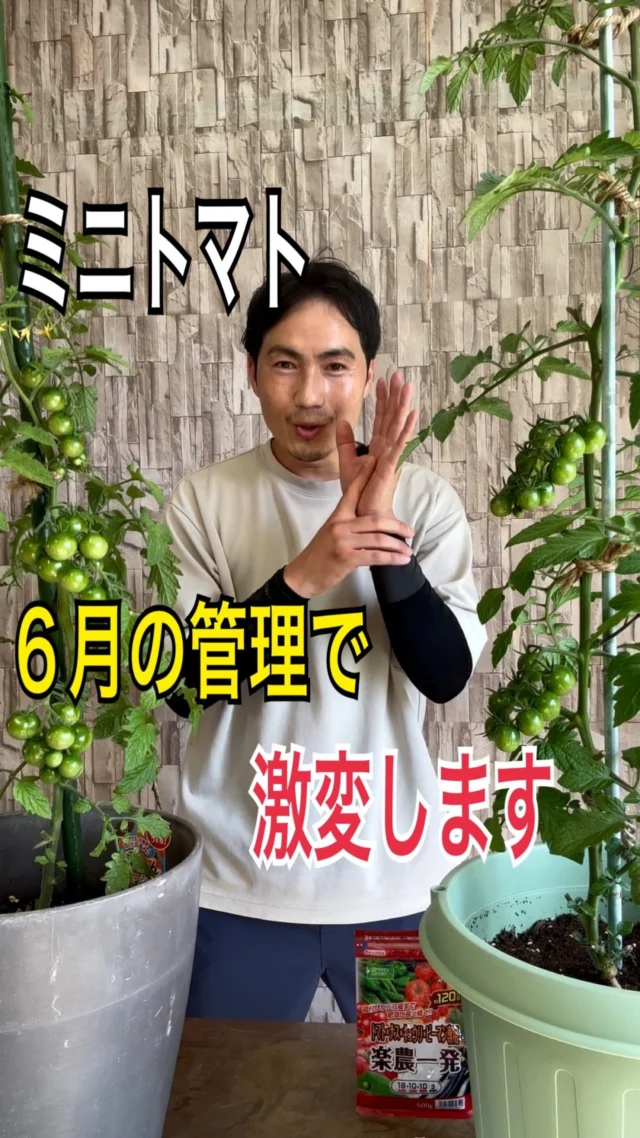 ツゲ | 関戸園芸