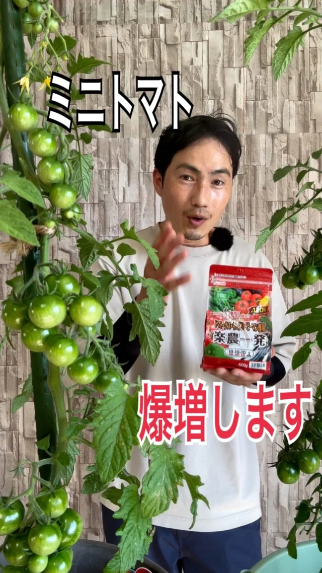 ツゲ | 関戸園芸