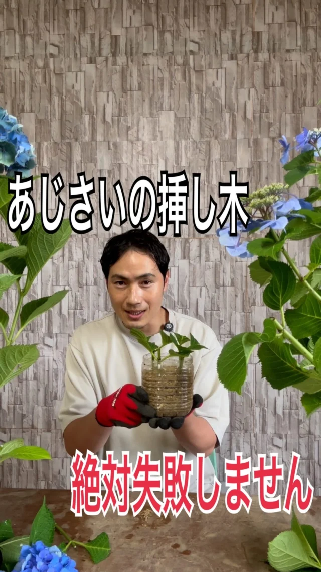 カクレミノ 1ポット | 関戸園芸