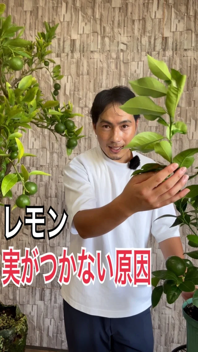 高品質 久留米ツツジ 常夏 露地タイプ 3ポット 樹高40cm前後 送料無料