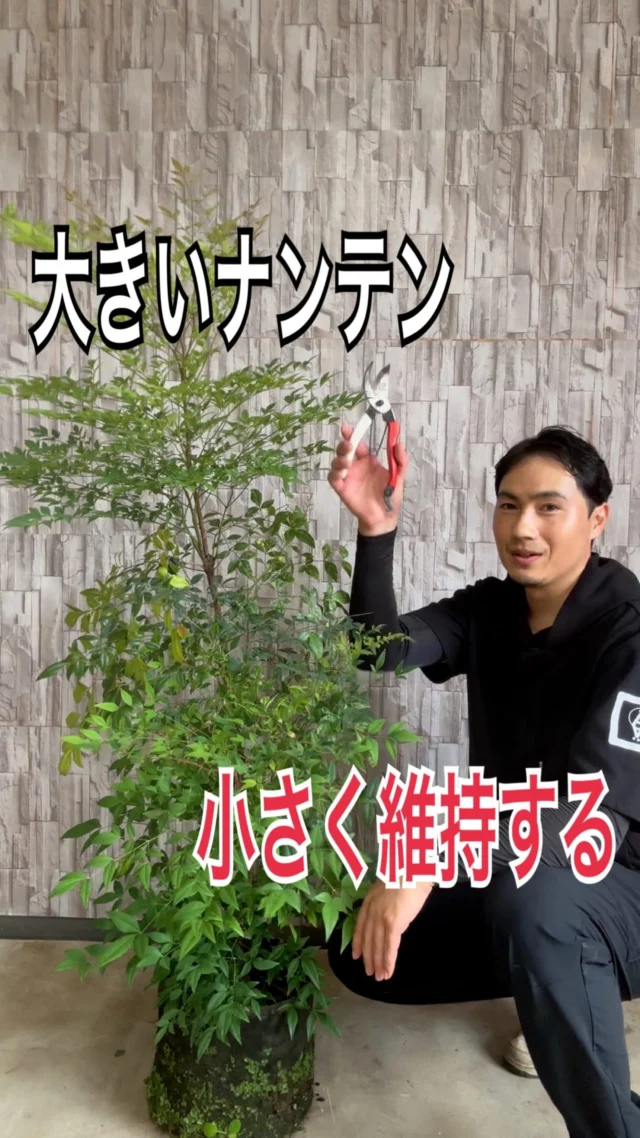 カクレミノ | 関戸園芸